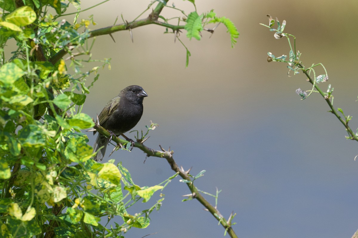 Black-faced Grassquit - ML646646207
