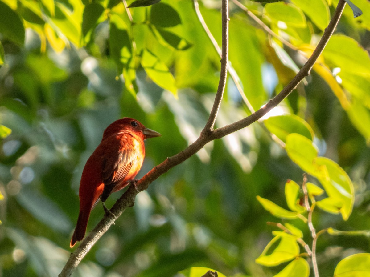 Summer Tanager - ML646646209