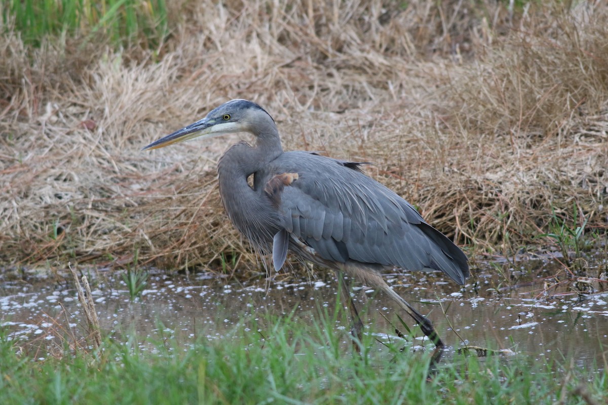 Great Blue Heron - ML646646210