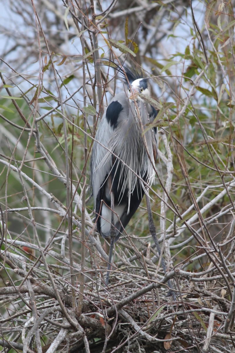 Great Blue Heron - ML646646211