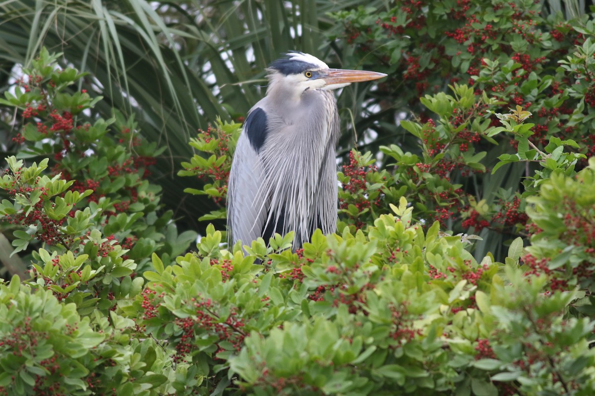Great Blue Heron - ML646646212