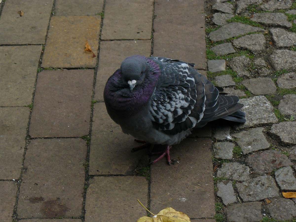 Rock Pigeon (Feral Pigeon) - ML646646214