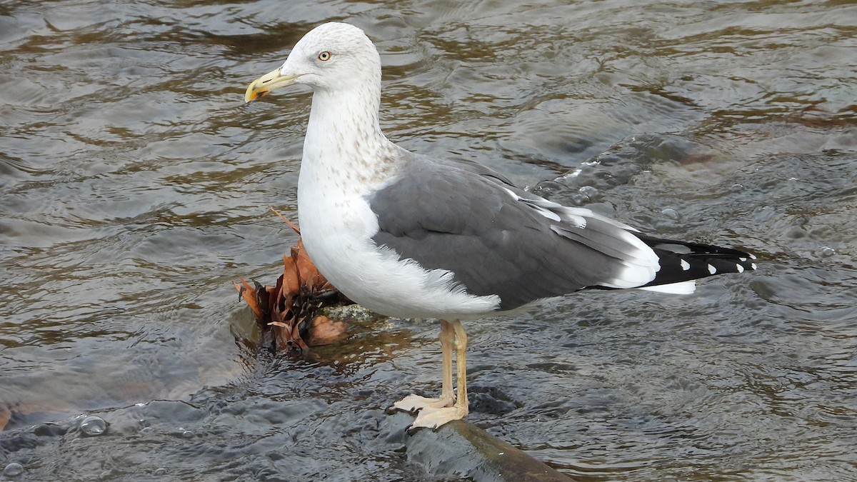 小黑背鷗 - ML646646218