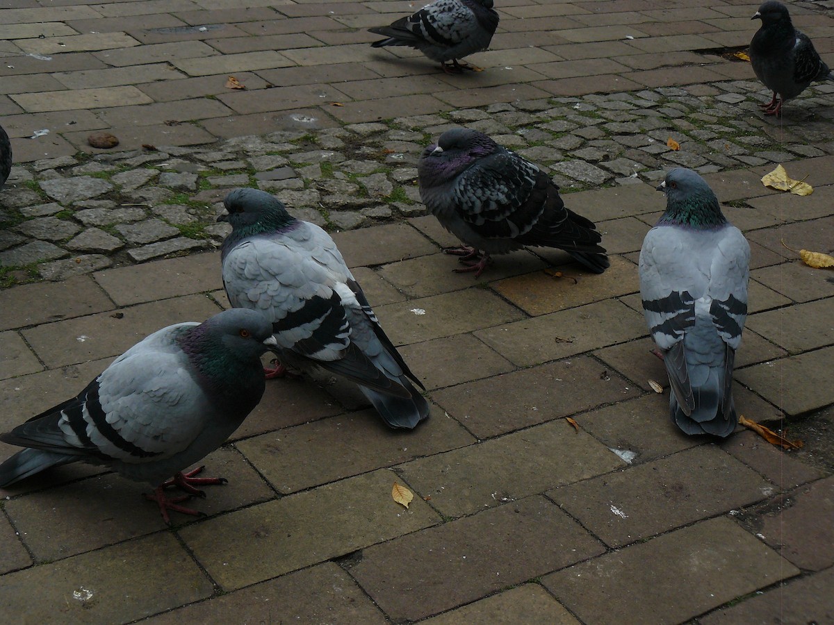 Rock Pigeon (Feral Pigeon) - ML646646220