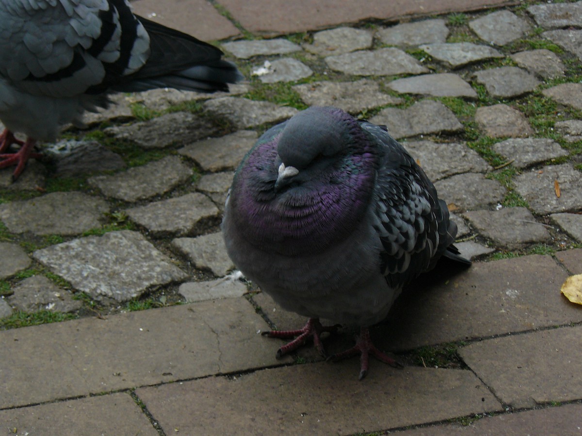 Rock Pigeon (Feral Pigeon) - ML646646221