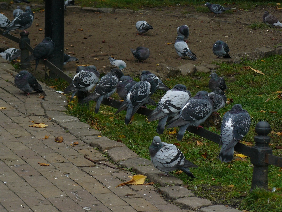 Rock Pigeon (Feral Pigeon) - ML646646222