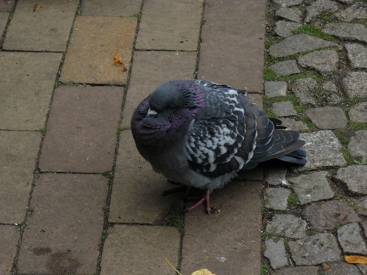 Rock Pigeon (Feral Pigeon) - ML646646223