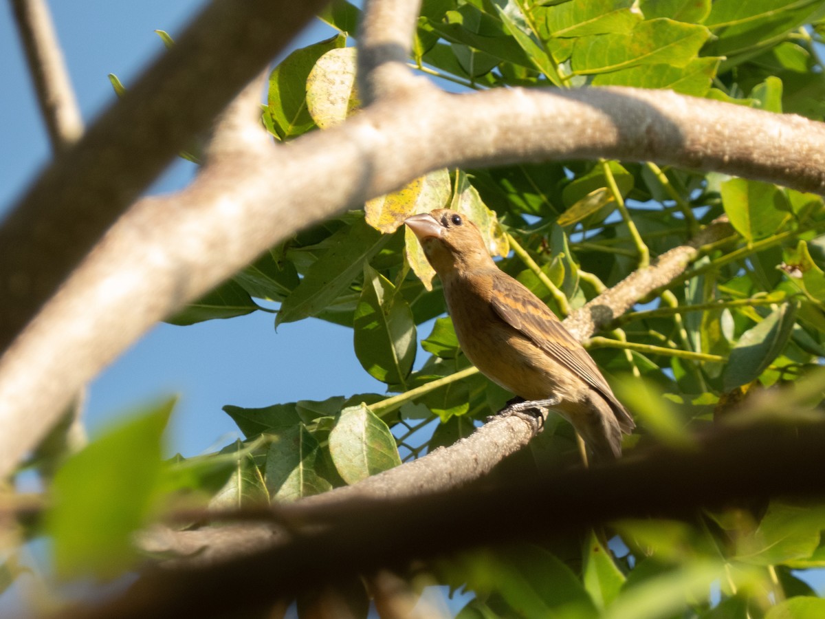 Blue Grosbeak - ML646646224
