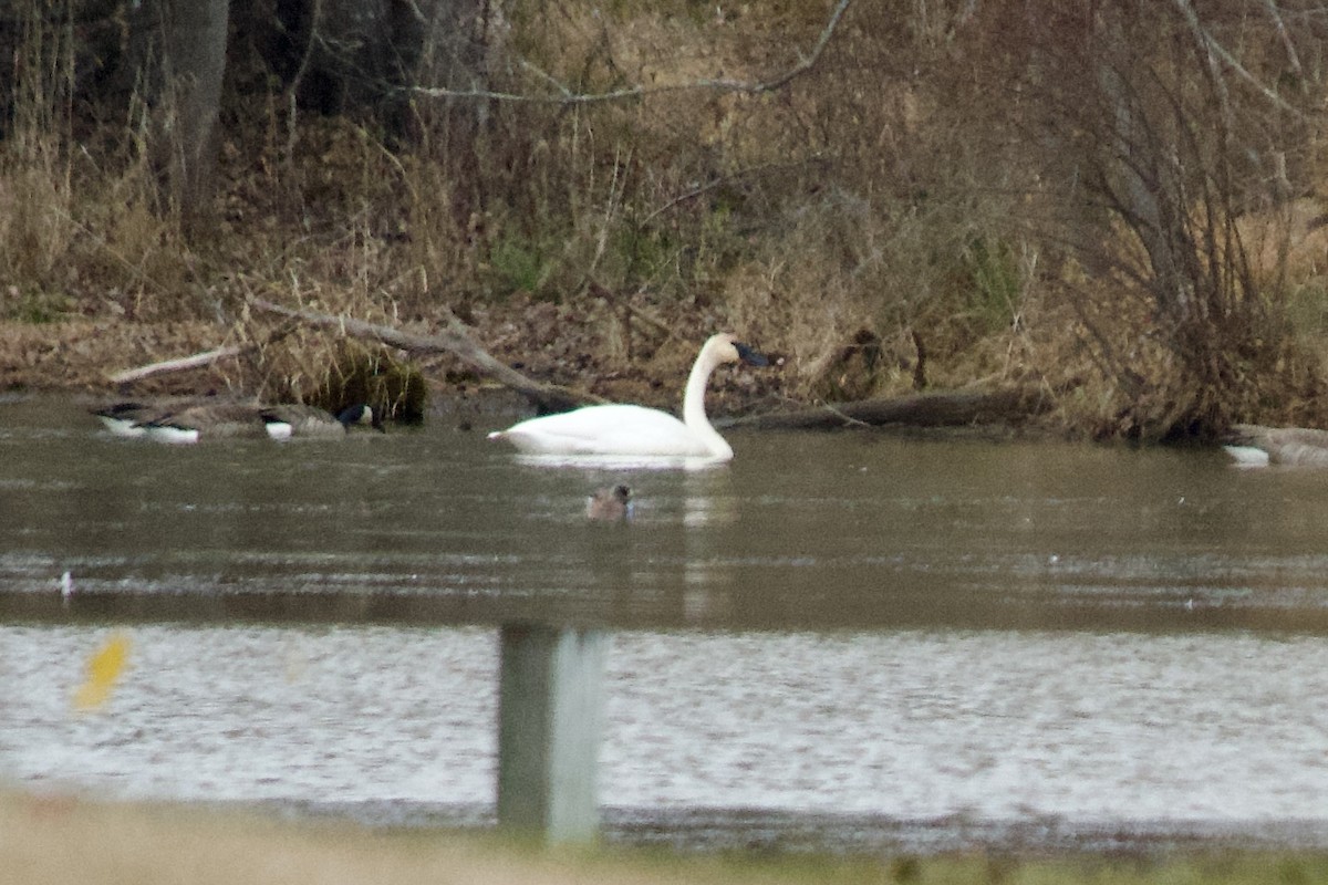 Trumpeter Swan - ML646646225