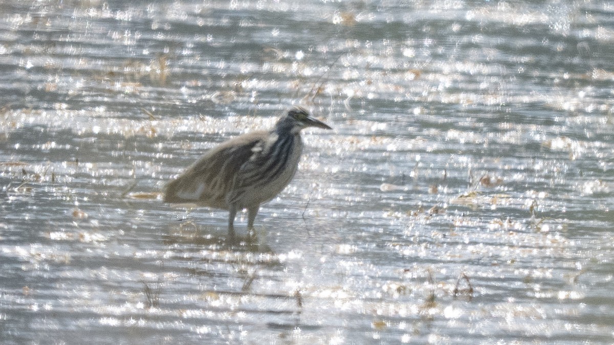 Squacco Heron - ML646646228