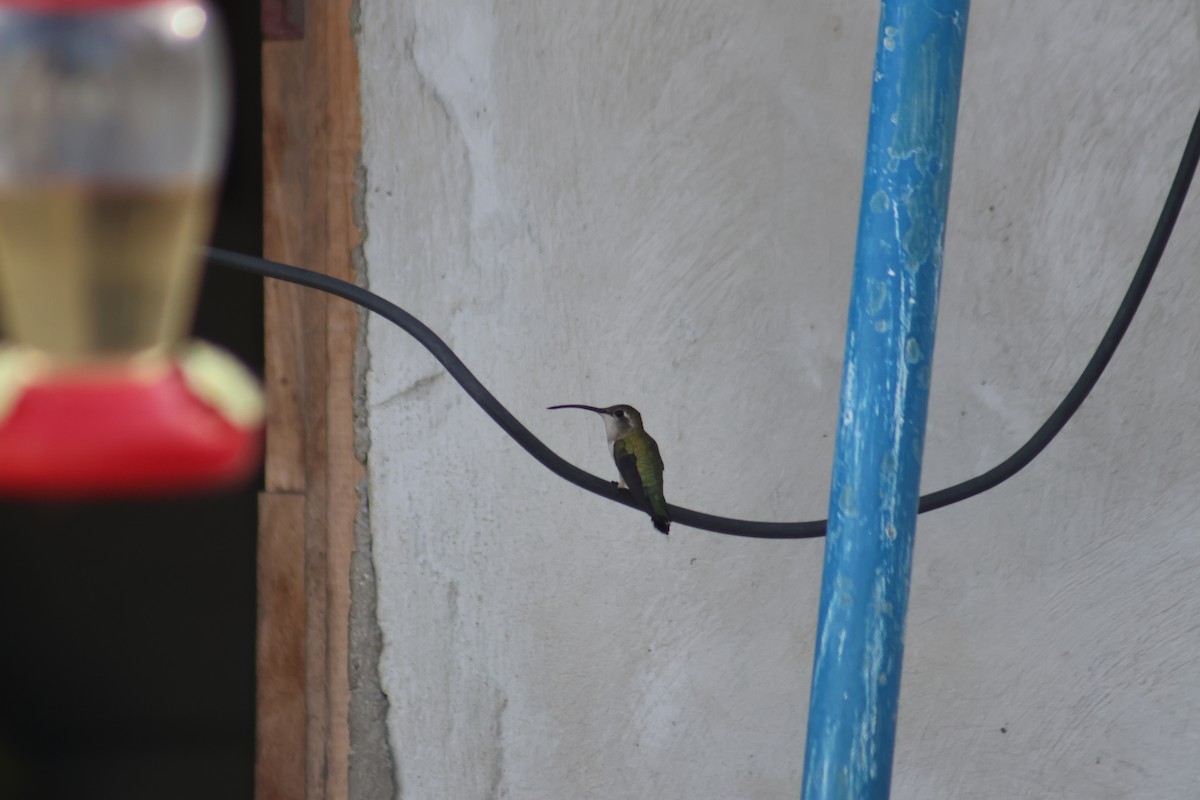 Mexican Sheartail - ML646646230