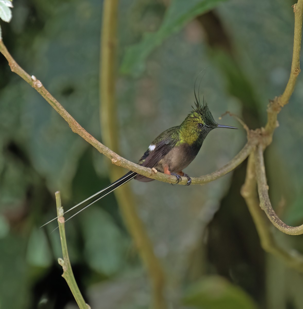 Wire-crested Thorntail - ML646646231