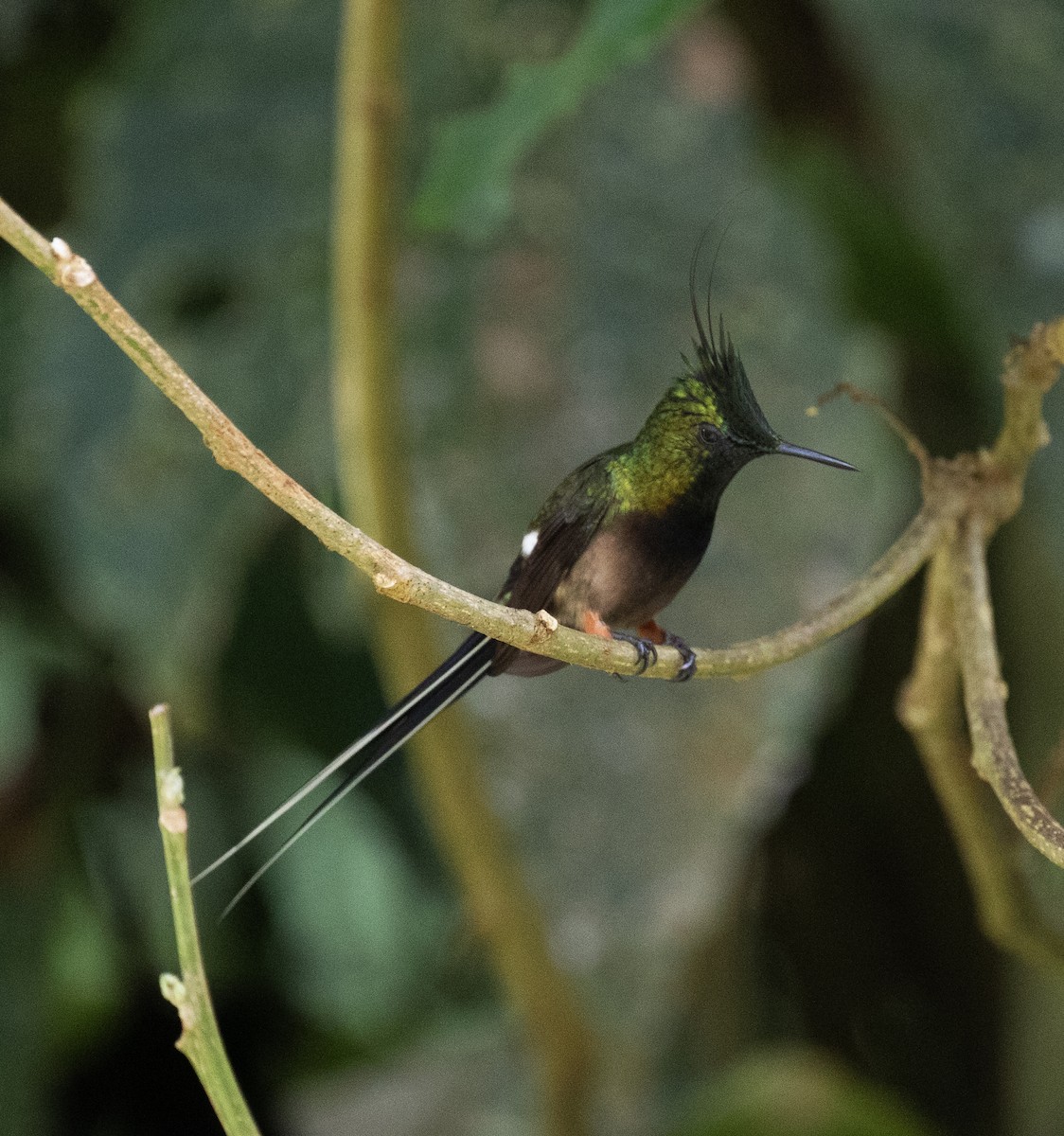 Wire-crested Thorntail - ML646646232