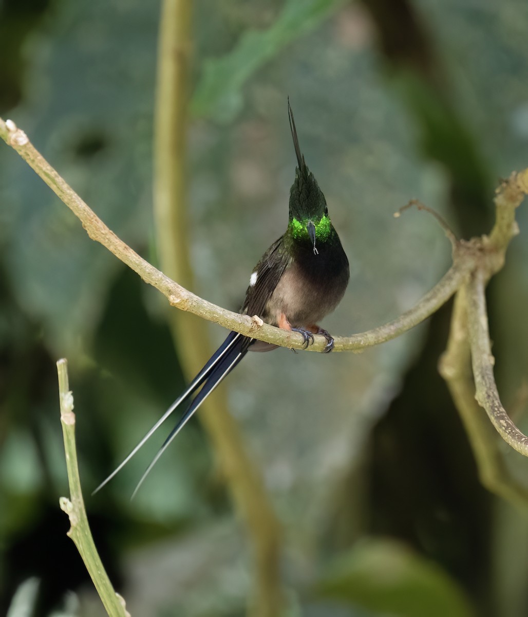 Wire-crested Thorntail - ML646646233