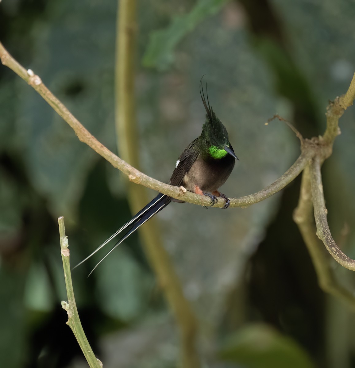 Wire-crested Thorntail - ML646646234