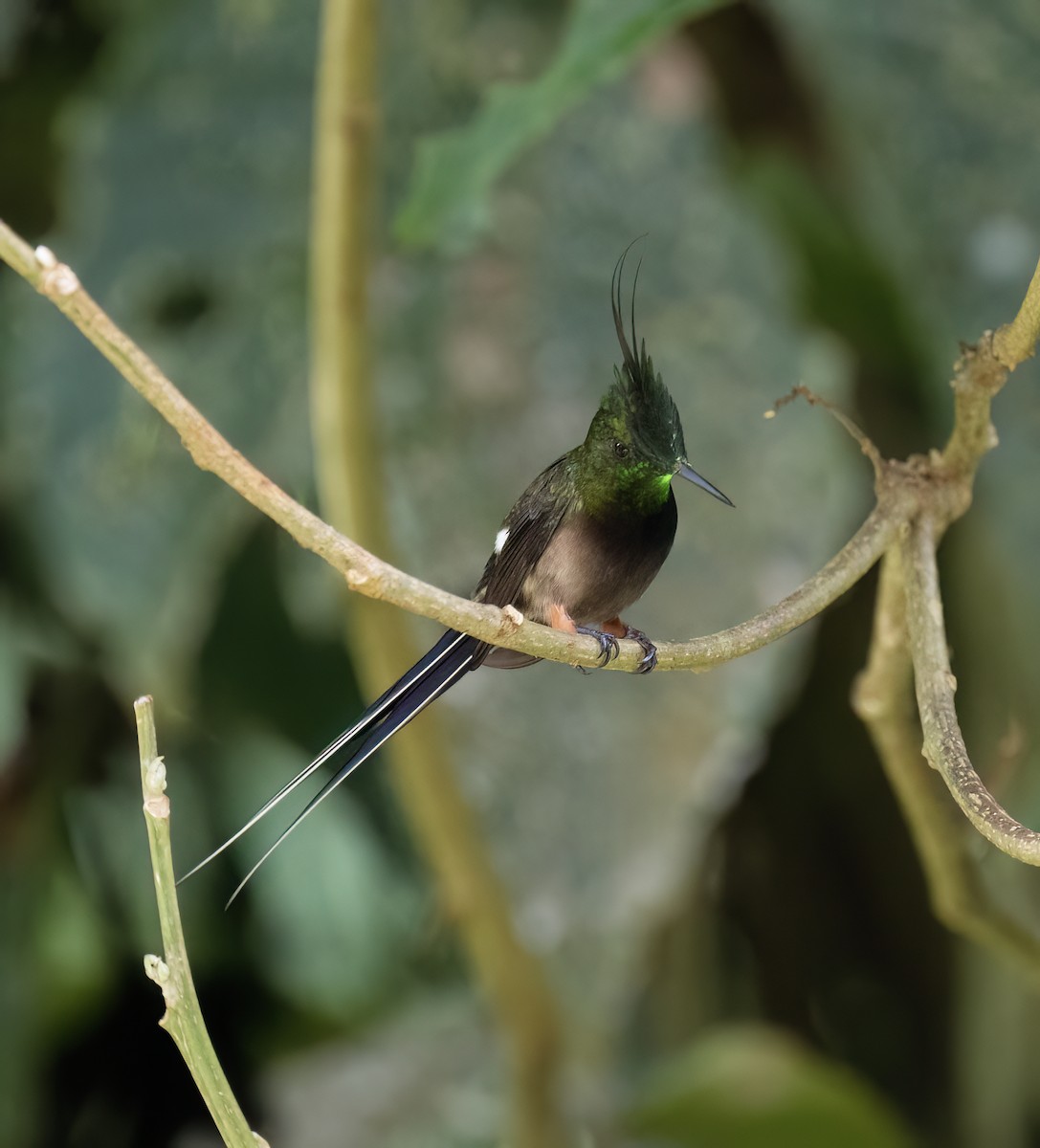 Wire-crested Thorntail - ML646646235