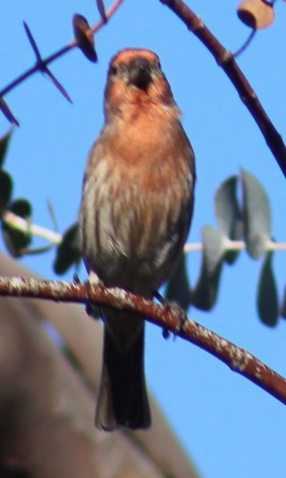 Burugorri arrunta - ML646646236