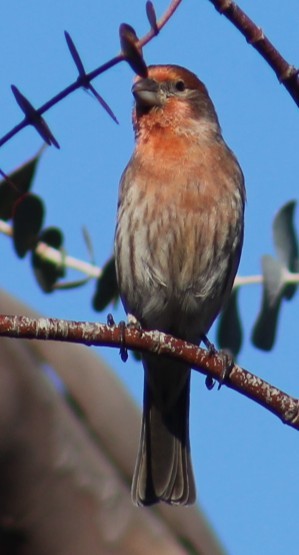 Burugorri arrunta - ML646646237