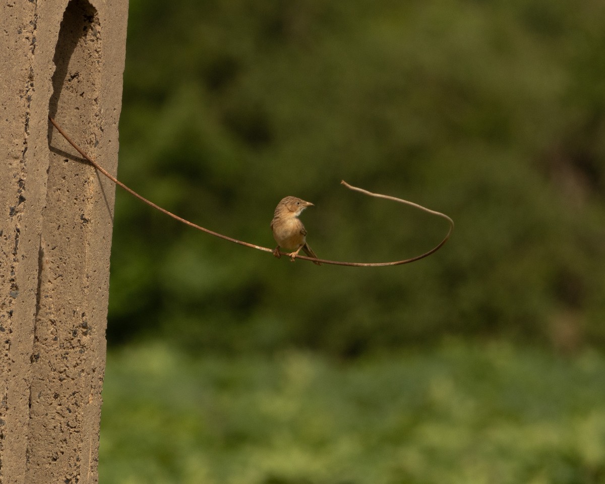 Common Babbler - ML646646239