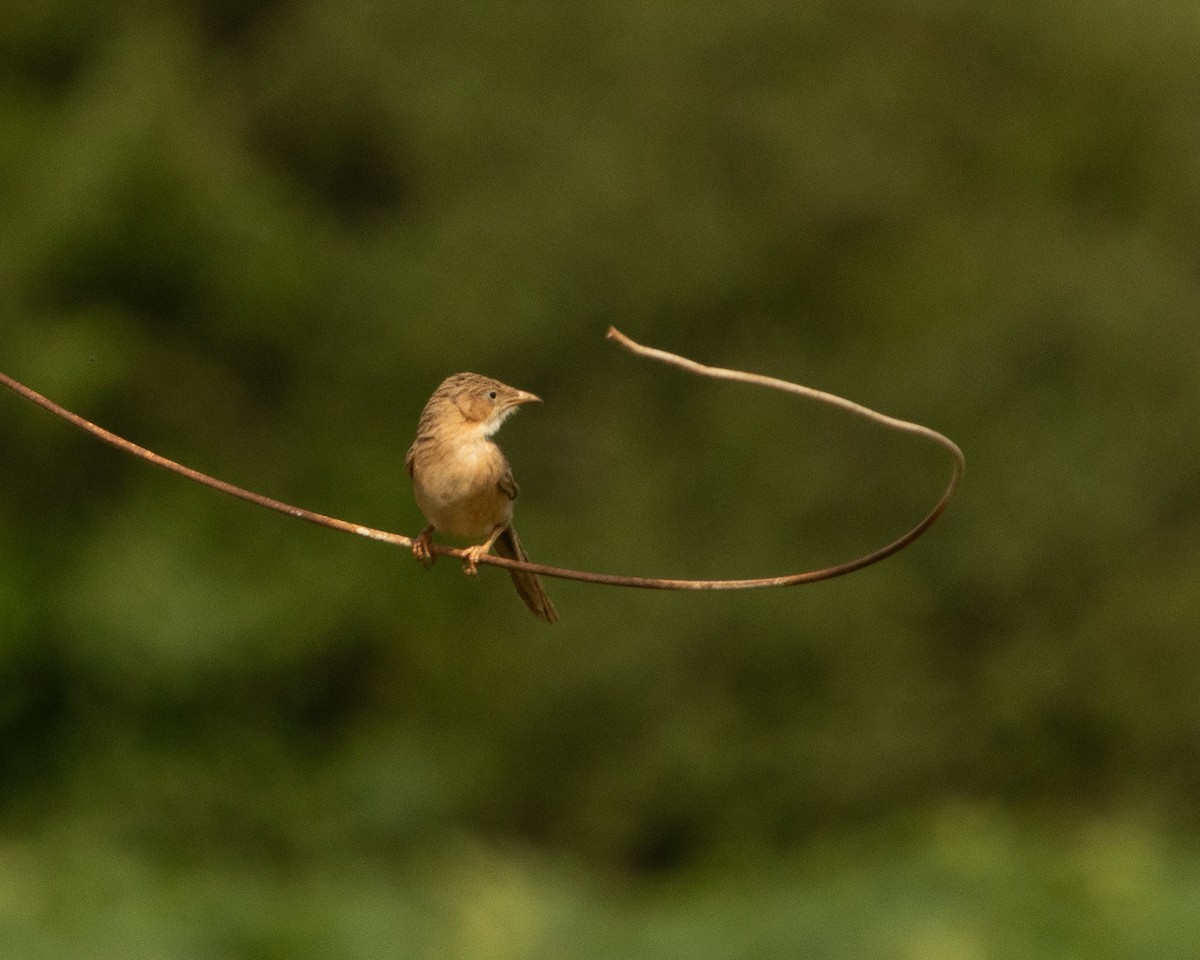 Common Babbler - ML646646240