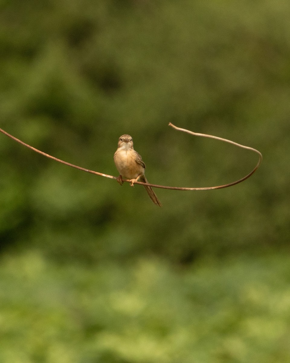 Common Babbler - ML646646241