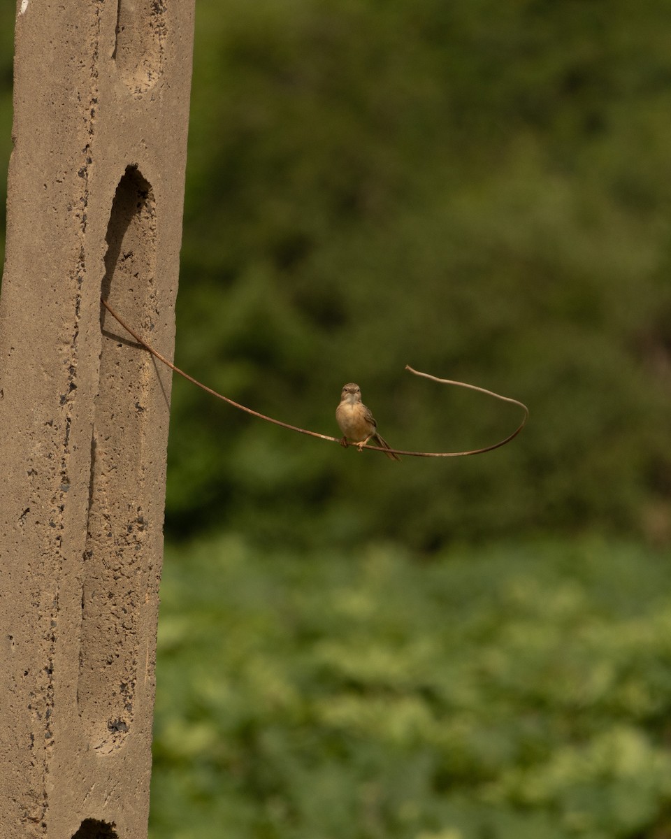 Common Babbler - ML646646242