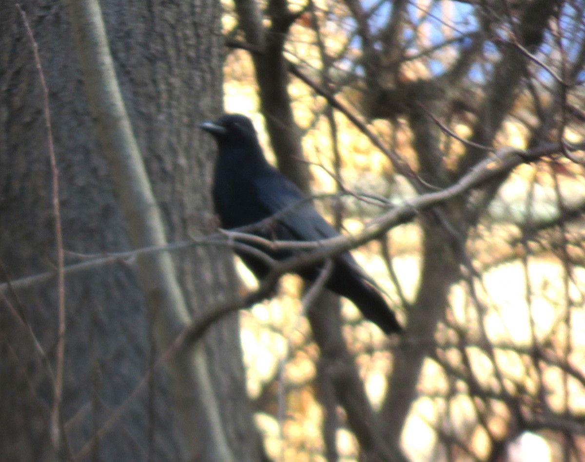 Carrion Crow - ML646646243