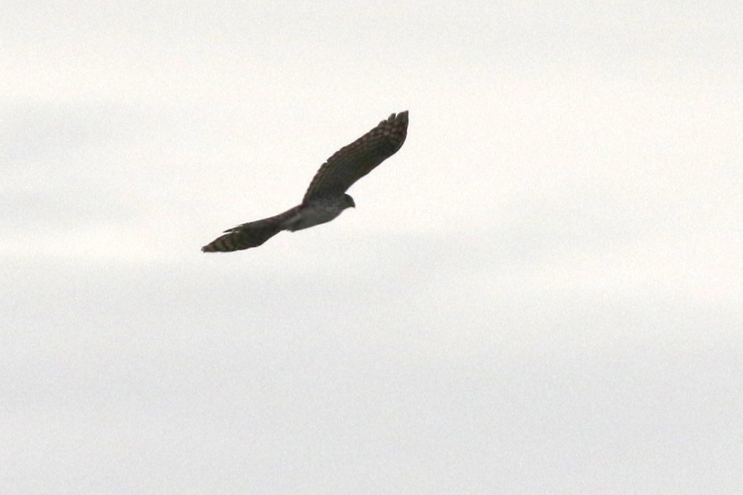 Cooper's Hawk - ML646646244