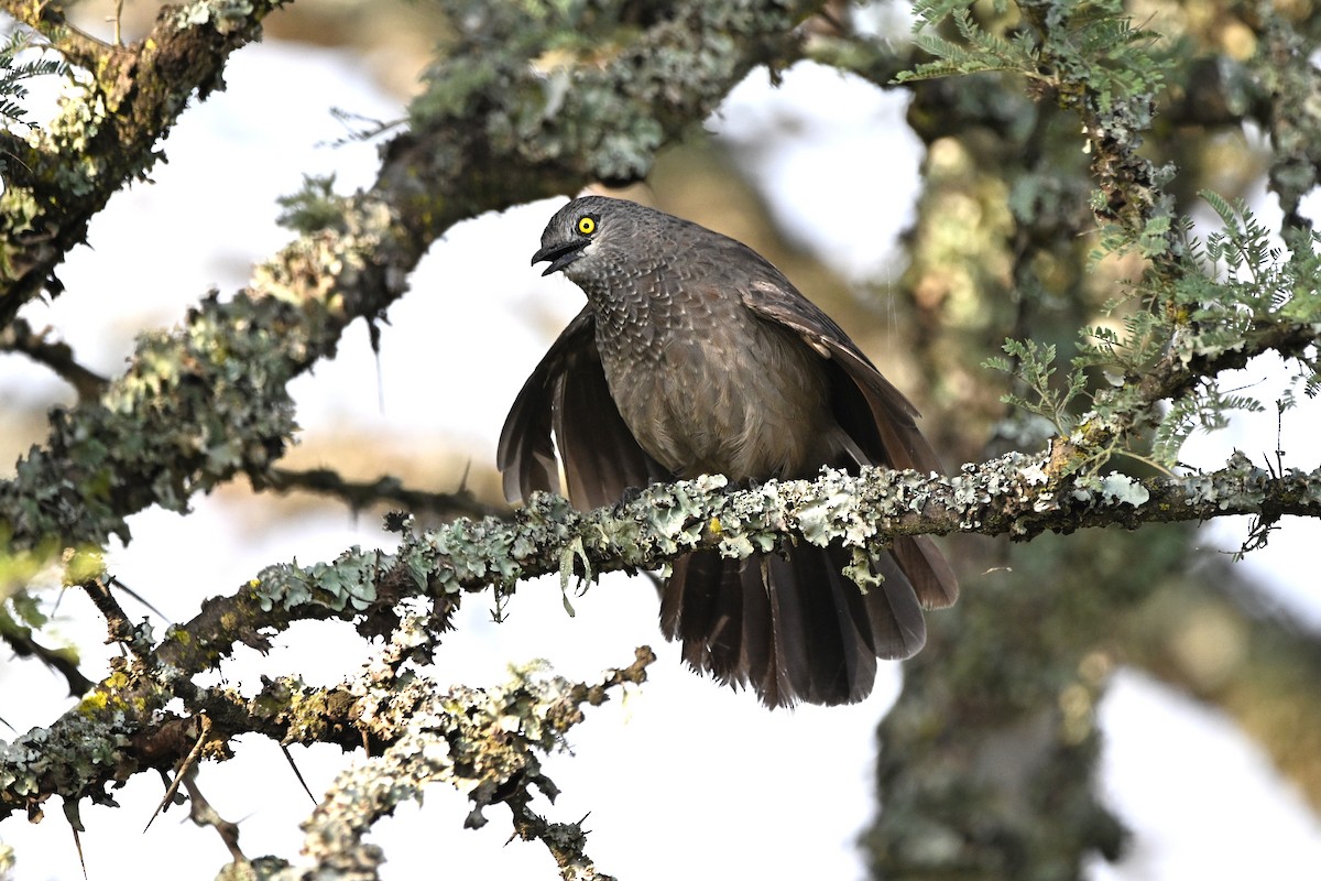 Brown Babbler - ML646646245