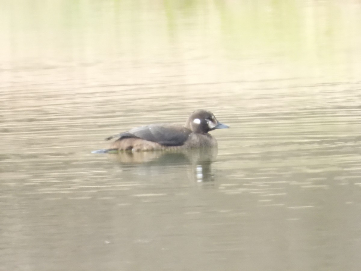 Palyaço Ördeği - ML646646246