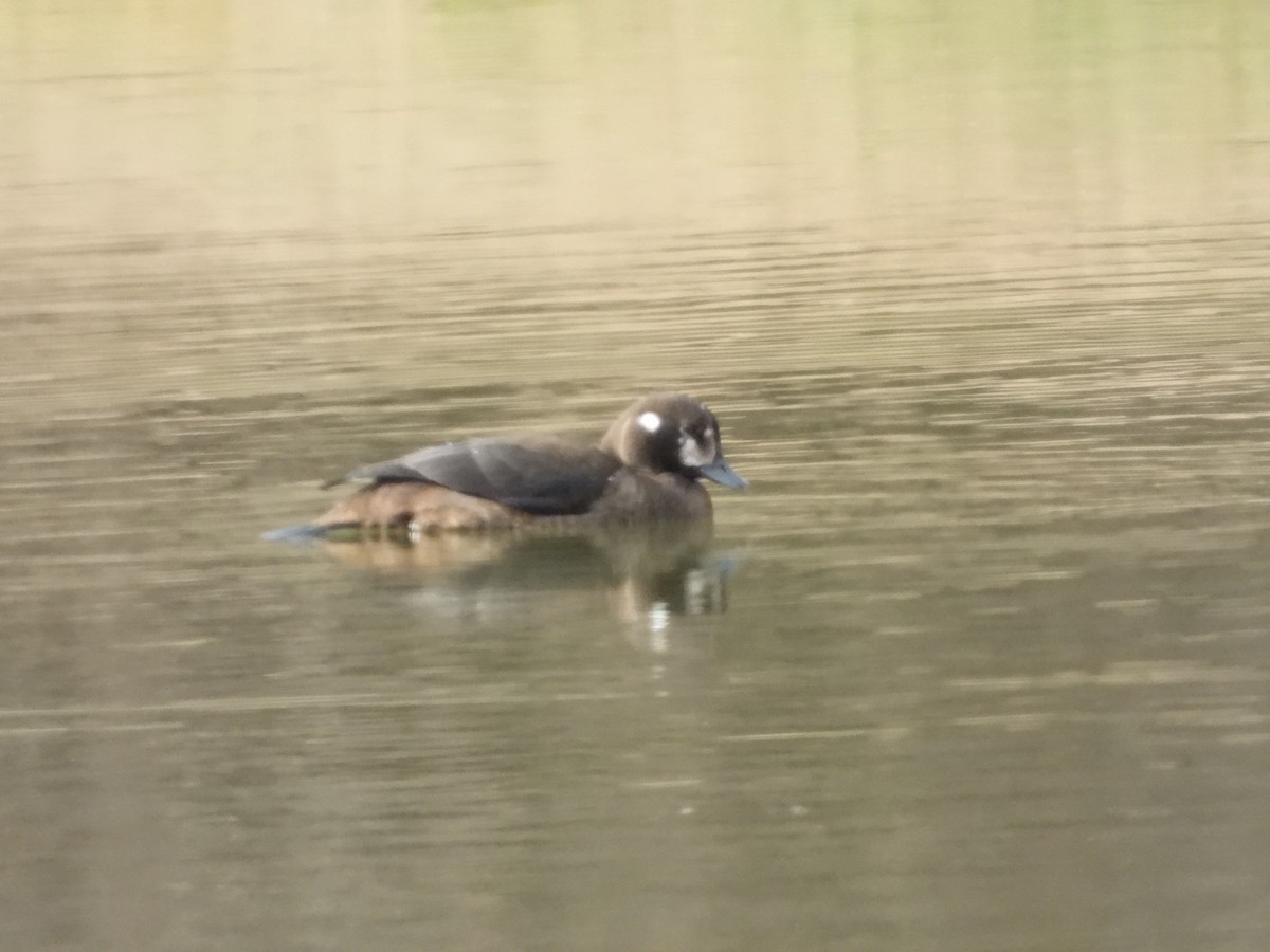 Palyaço Ördeği - ML646646247