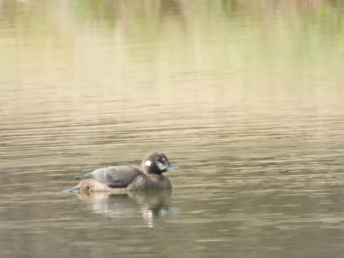 Palyaço Ördeği - ML646646248