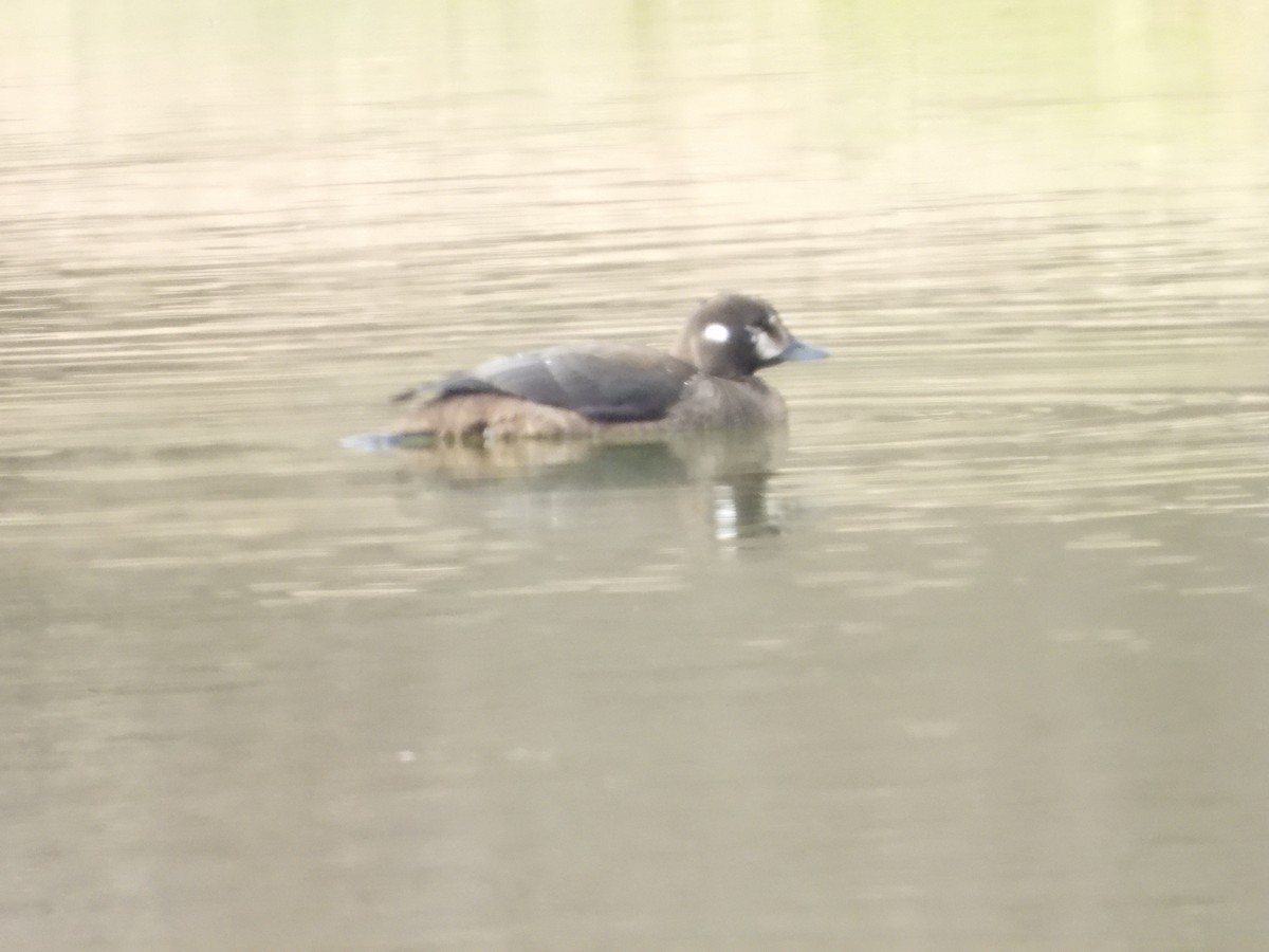 Palyaço Ördeği - ML646646249