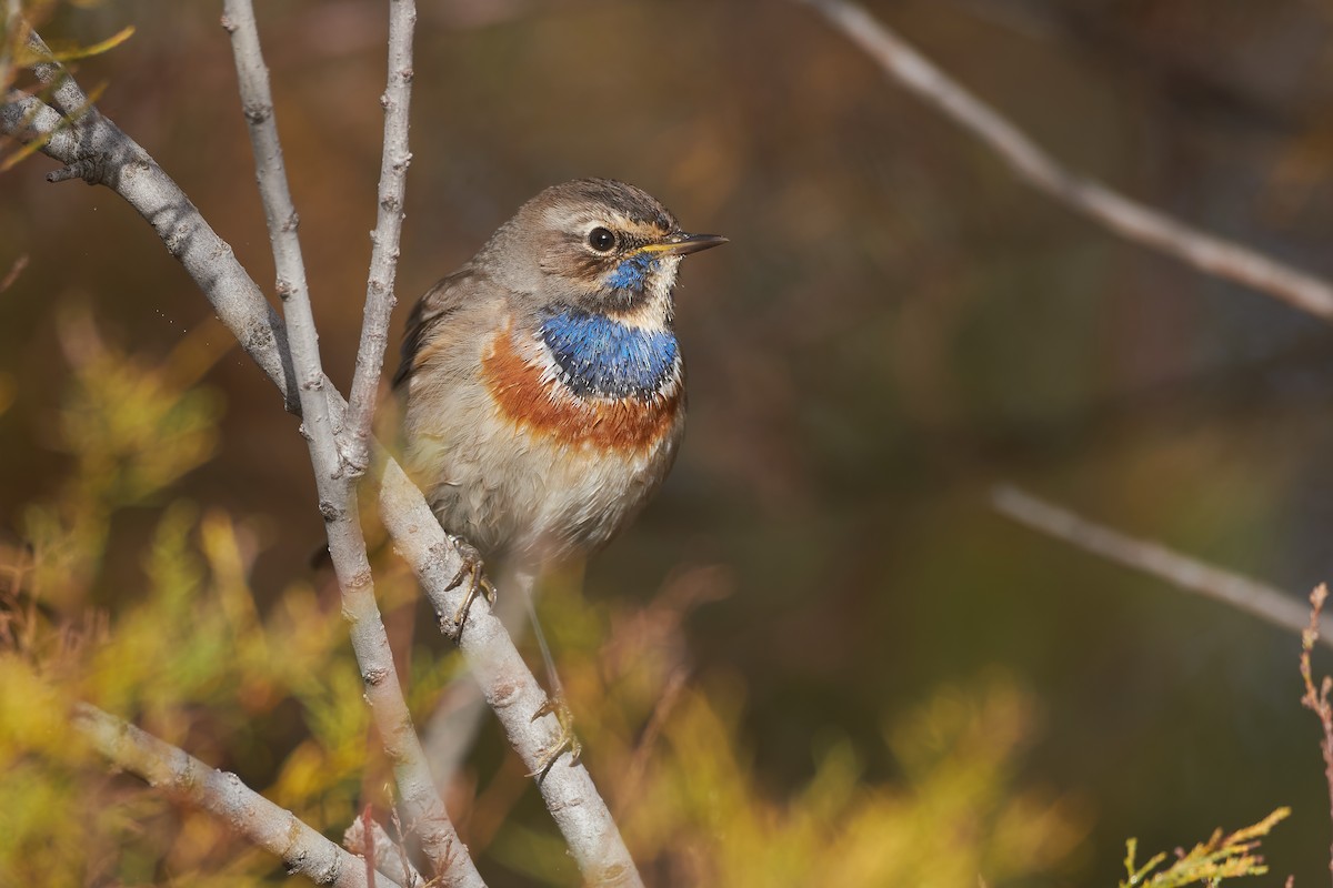 Bluethroat - ML646646250