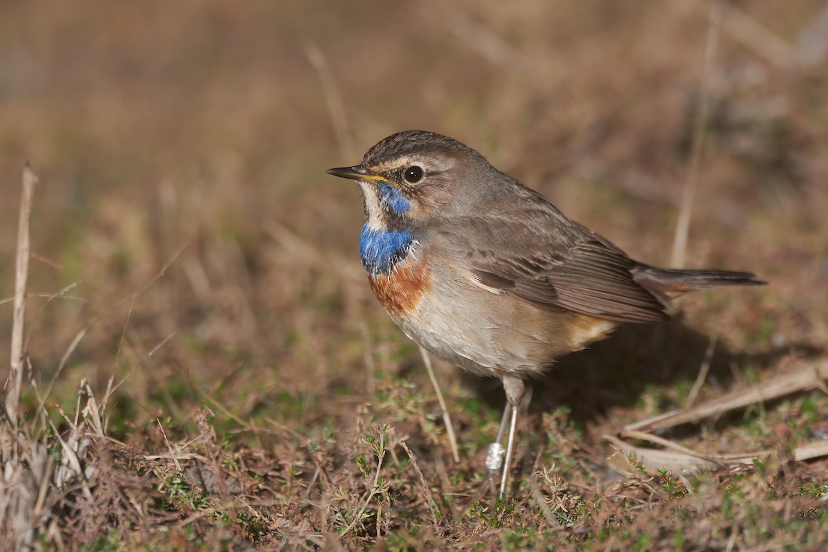Bluethroat - ML646646251