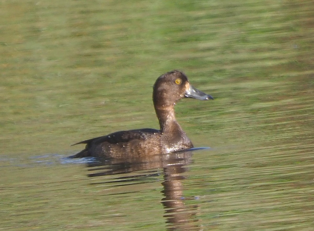 Moretta - ML646646252