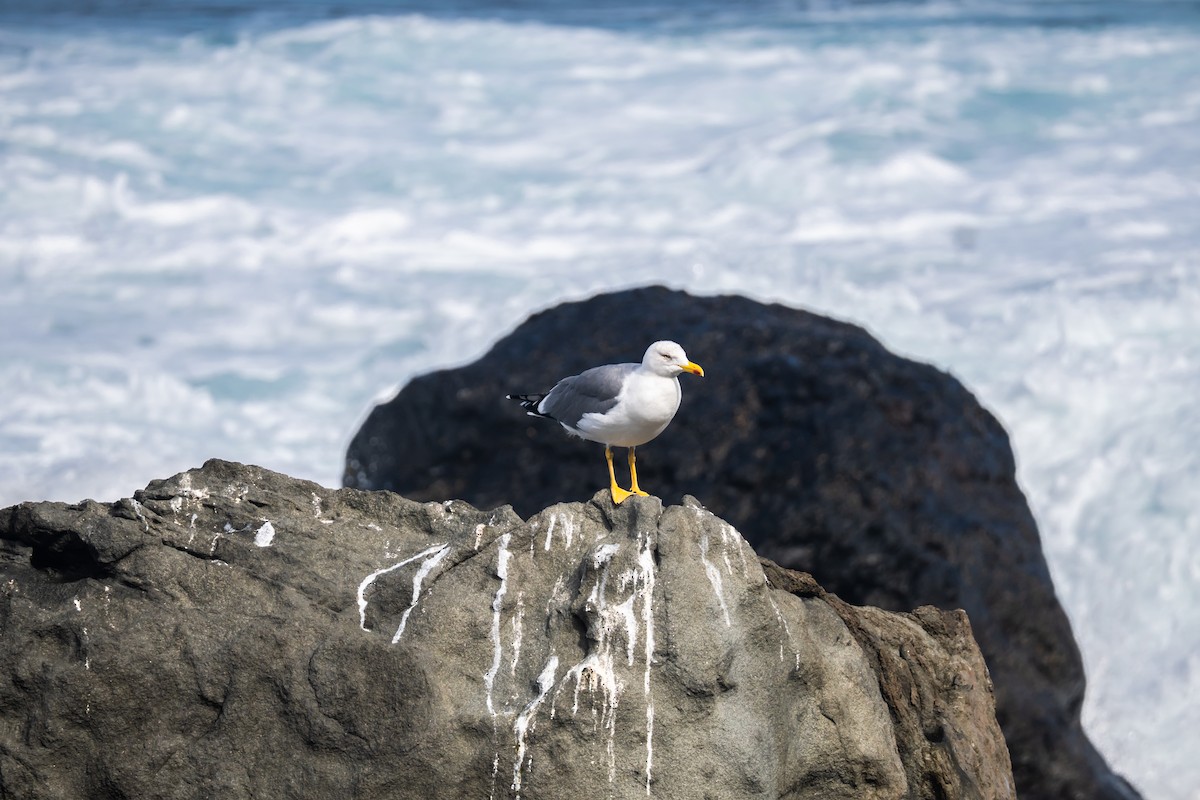 キアシセグロカモメ - ML646646256