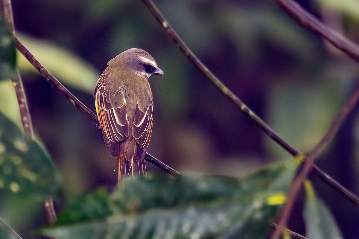 Golden-bellied Flycatcher - ML646646258