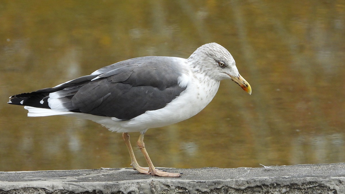 小黑背鷗 - ML646646262