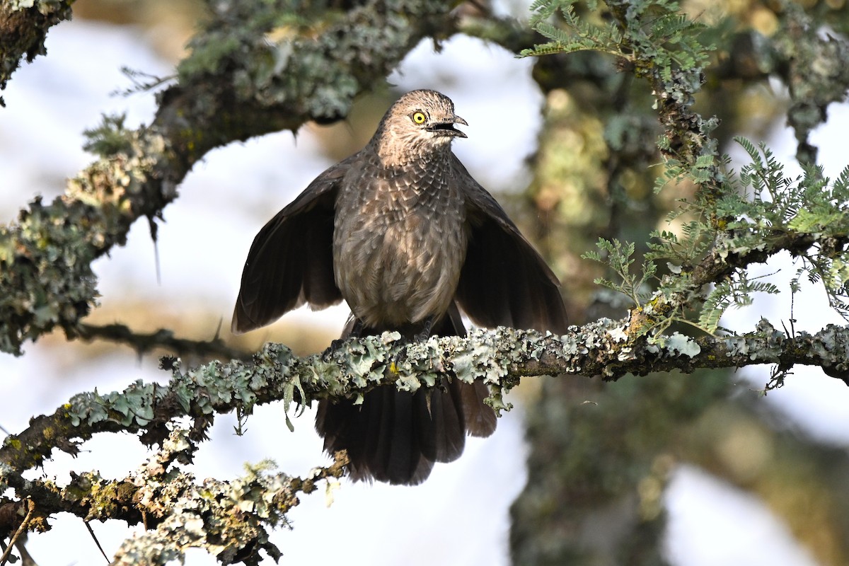 Brown Babbler - ML646646263