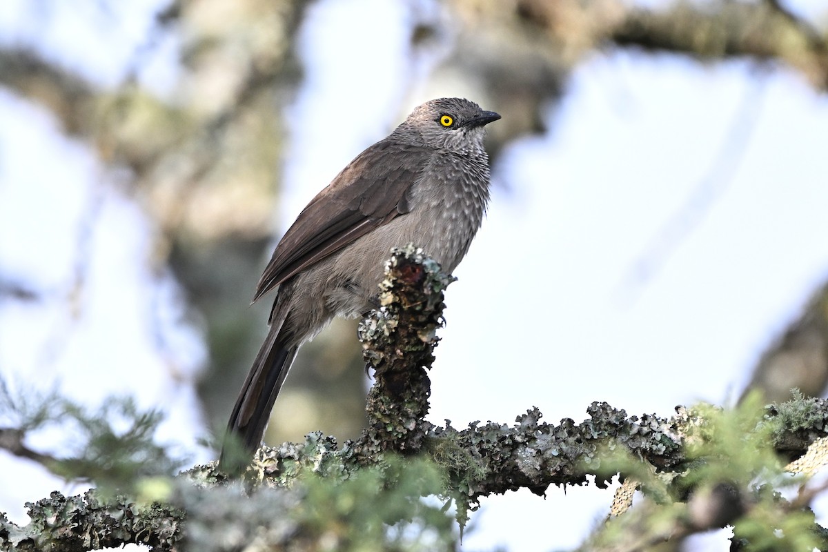 Brown Babbler - ML646646269