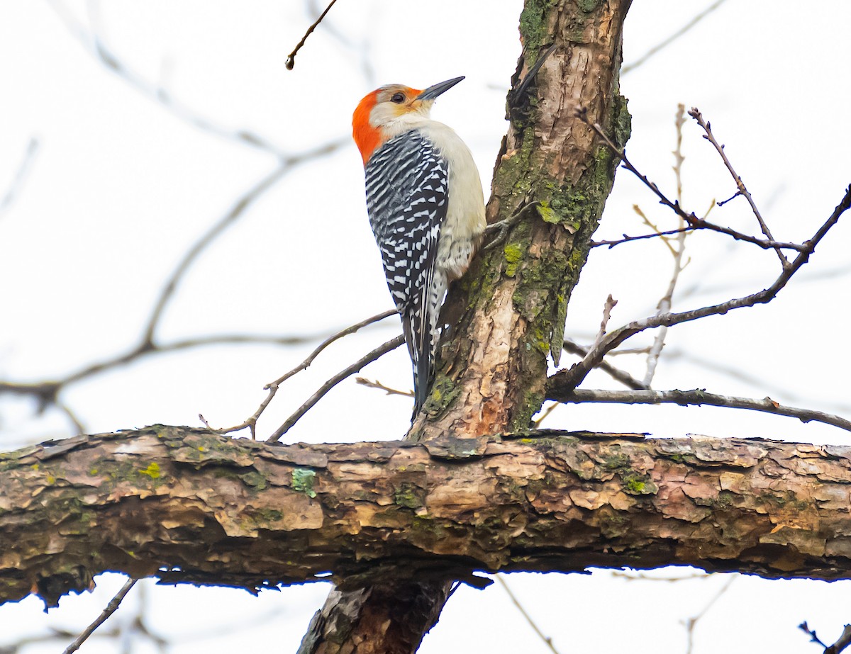 Red-bellied Woodpecker - ML646646270