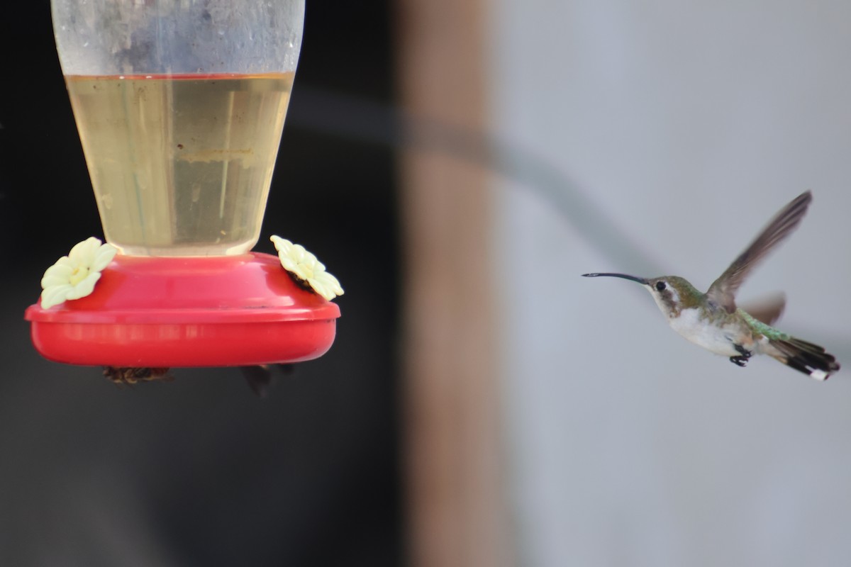 Mexican Sheartail - ML646646271