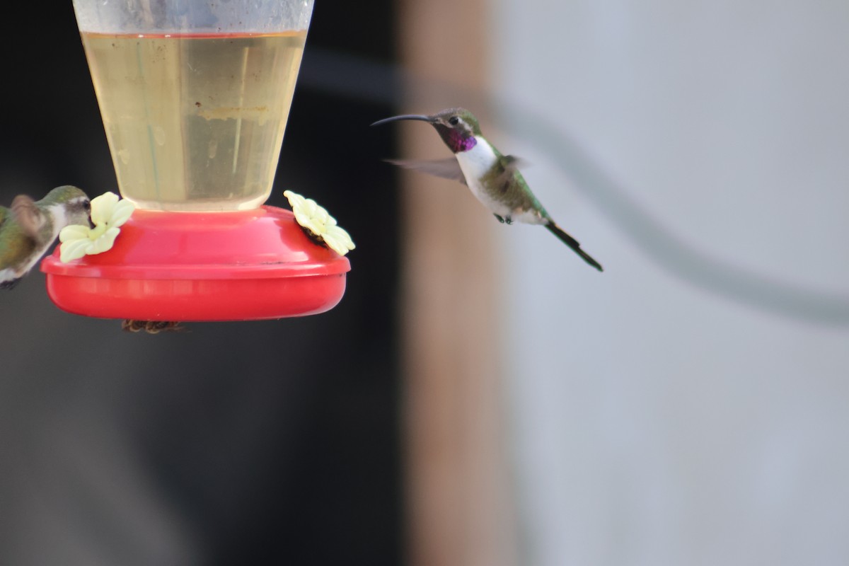 Mexican Sheartail - ML646646272