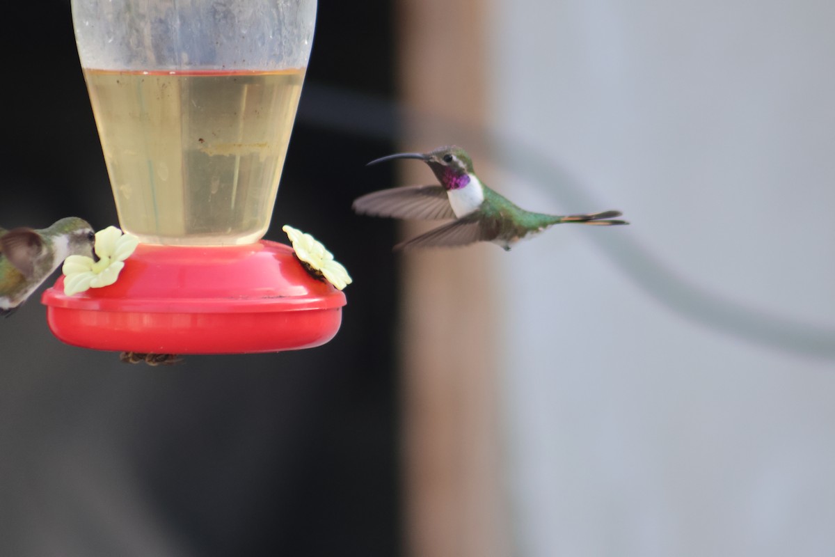 Mexican Sheartail - ML646646273