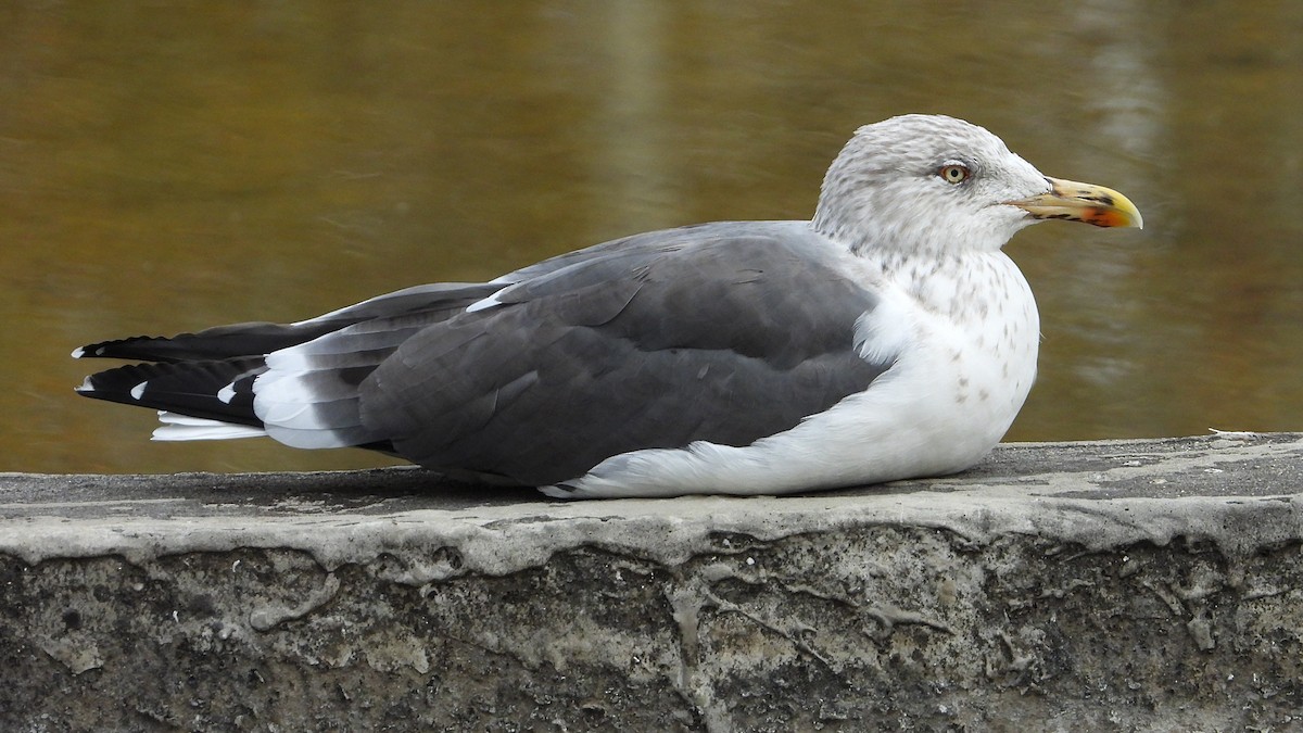 小黑背鷗 - ML646646275