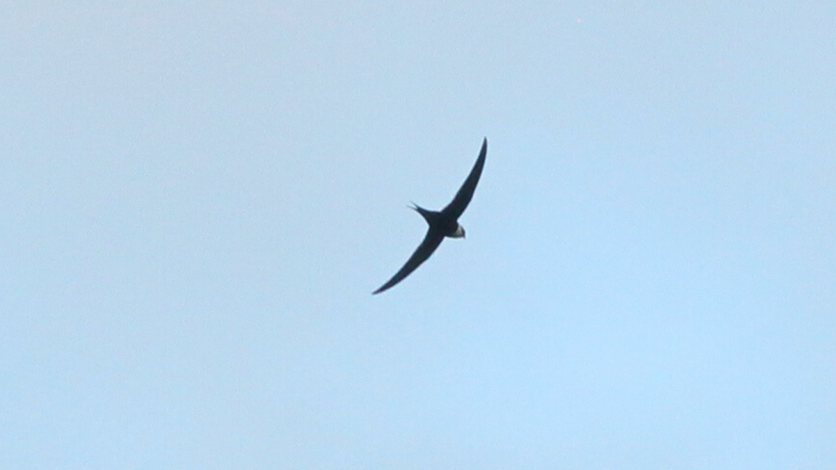 Great Swallow-tailed Swift - ML646646277
