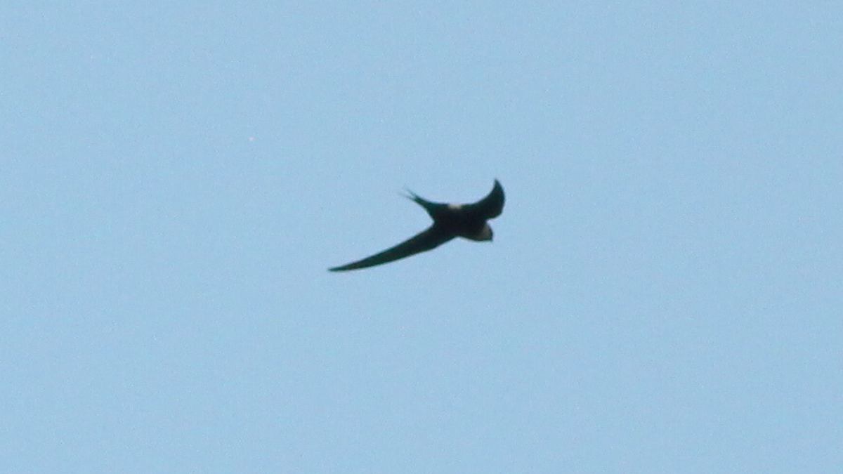 Great Swallow-tailed Swift - ML646646284