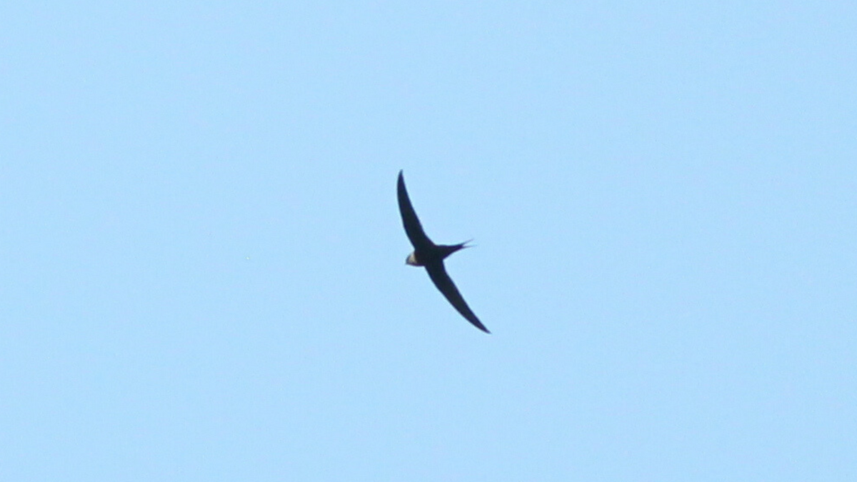 Great Swallow-tailed Swift - ML646646286
