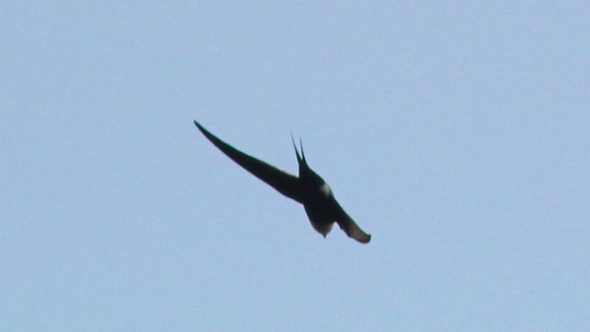 Great Swallow-tailed Swift - ML646646289